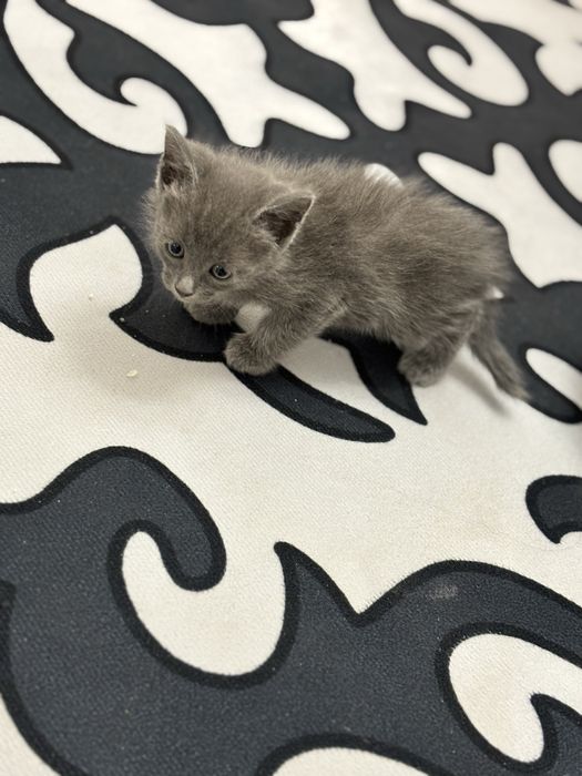 Котенки добрые руки