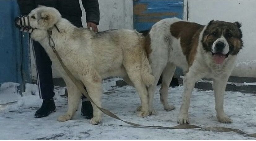 Мощный қаншық сатылады