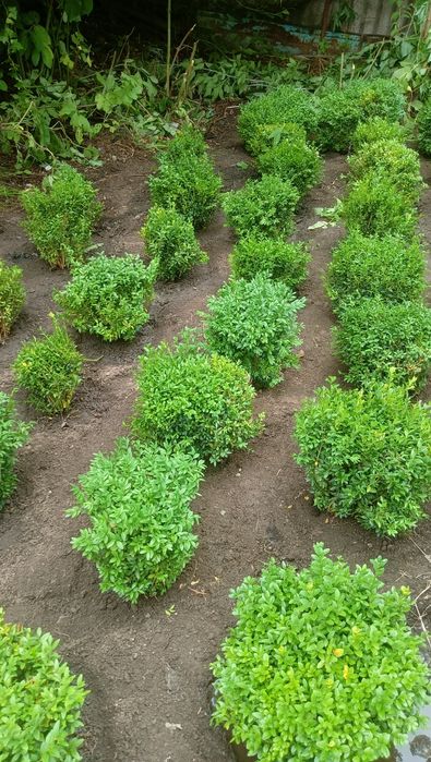 Самшит кустарник