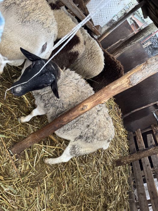 Vand oi dorper gestanta