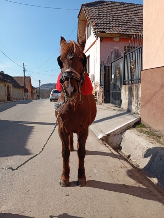 Vând iapa cuminte garantată