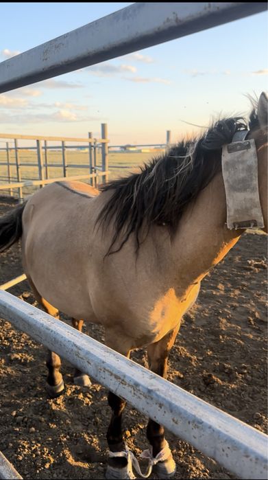 Мұғалжар МЗ айғыр құнан