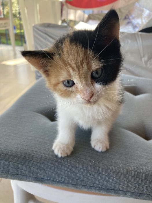 Подаряваме котенца