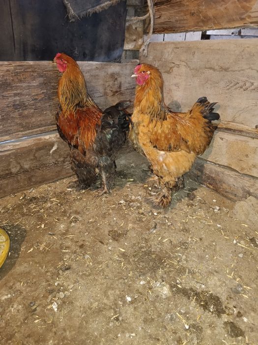 Брам атештер сатылады