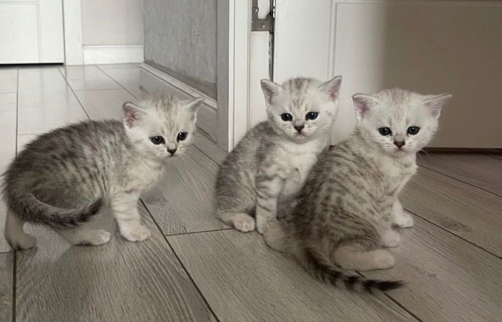 Шотландские котята вискасы