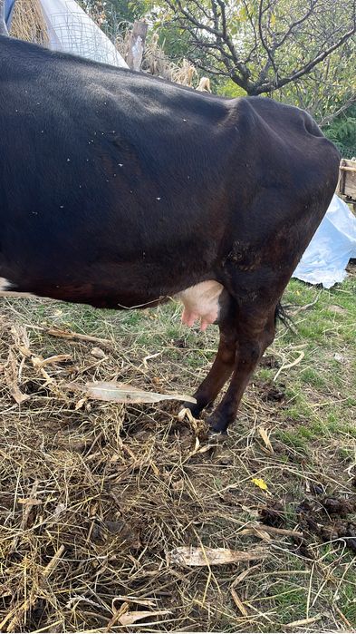 Vand vacă cu vițea