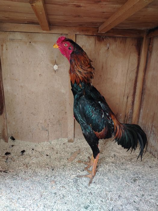 Кареа жужа хуроз сотилади