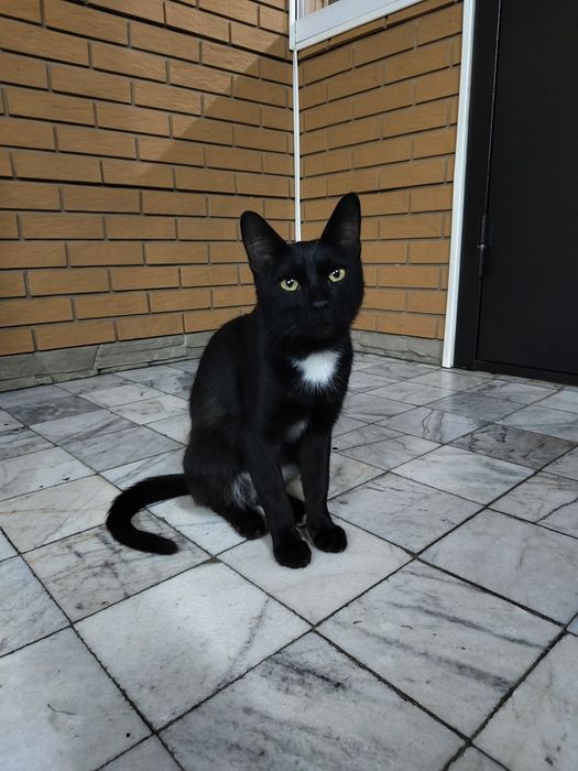 Молодой котик в добрые руки