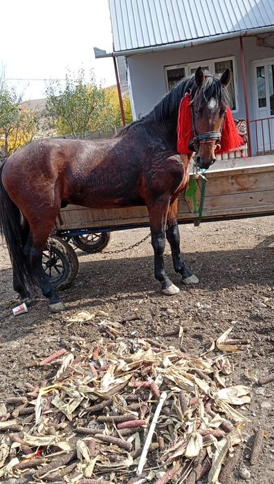 Cal castrat bun de ham și cuminte