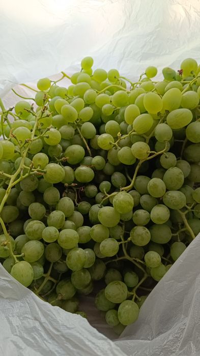 Продам белый домашний виноград