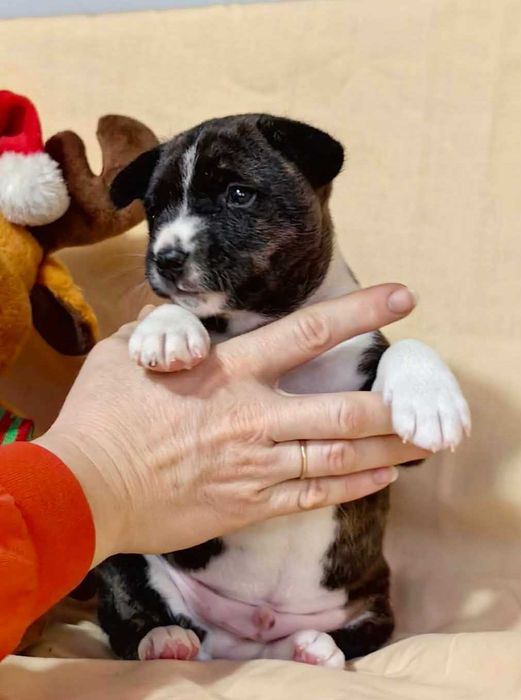 Cățeluș Basenji, moștenitor al campionilor