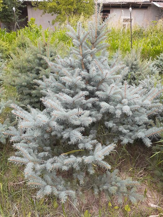 Голубая ель сотилади 500 000 мингдан