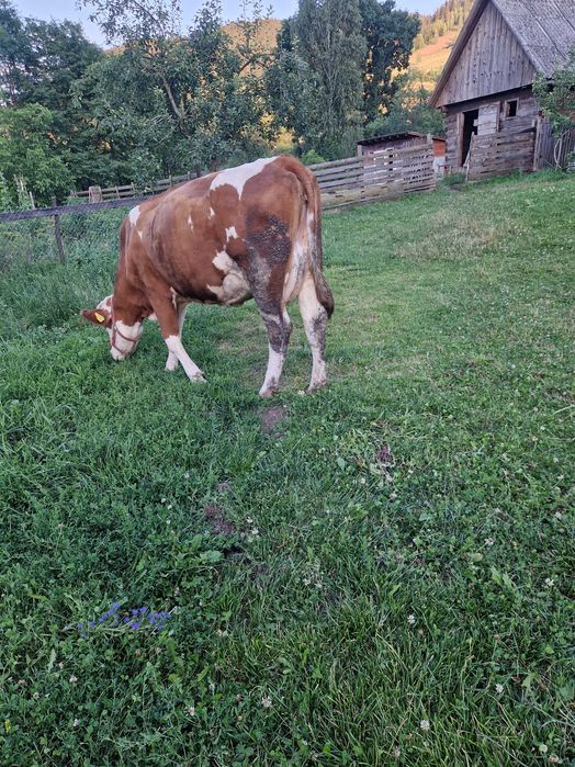 Vaca tanara de vanzare