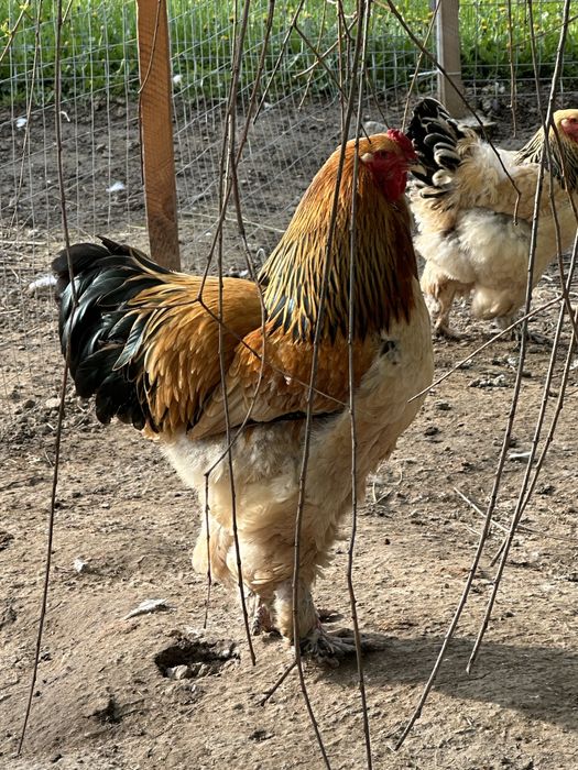 Brahma Isabel cocos 1 an