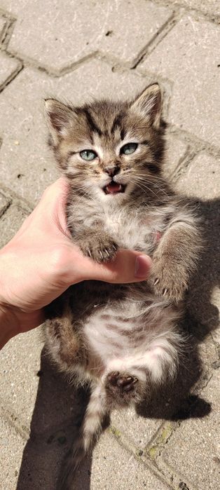 Отдам котят в хорошие руки!!!