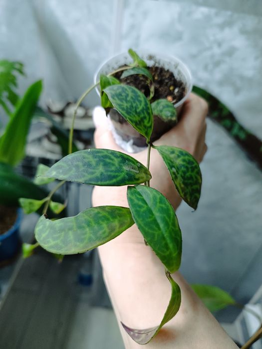 Комнатные растения