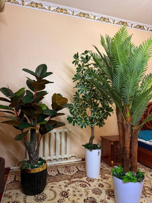 Gullar bo’yi 1,80 m dan 2,1 metr gacha