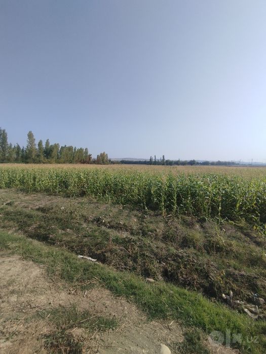 Макка жухори Селос