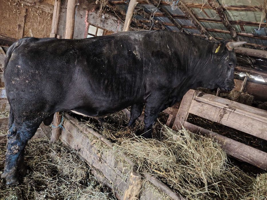 Vând viței de rasă