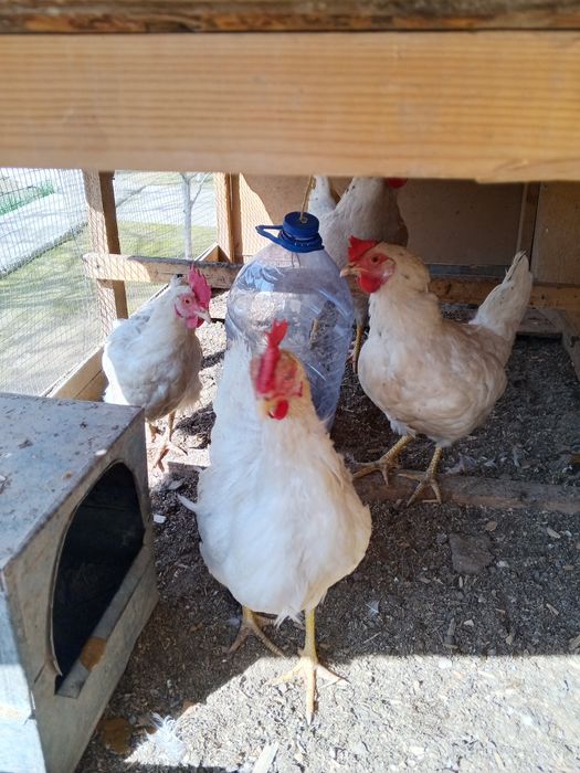 LOMAN SENDI uyda boqilgan domashniy