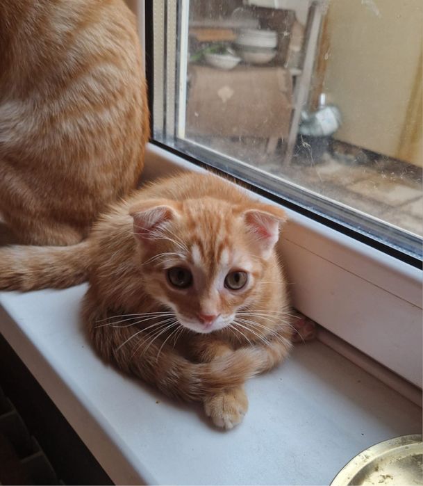 Котенок веслоухий