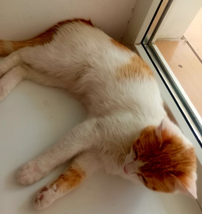 Отдам котёнка в добрые руки