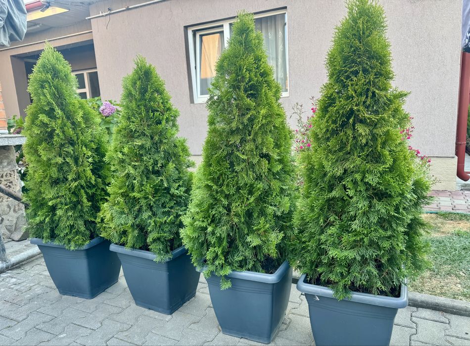 Tuia / Thuja Smaragd