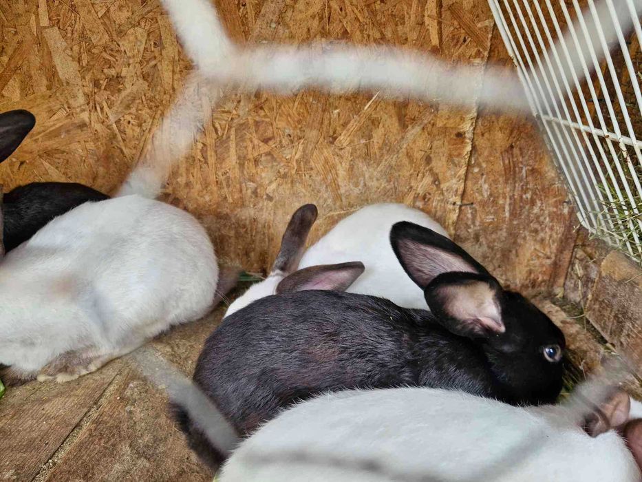 Disponibili Comuna Ighiu -Alba iulia