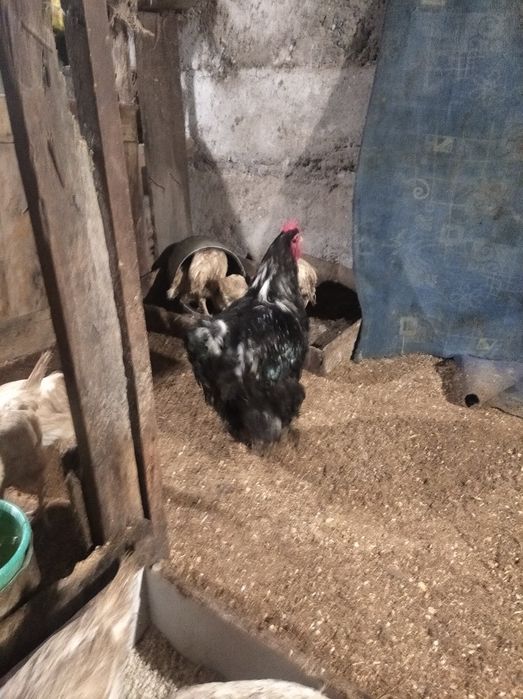 Куры петух кохинхин