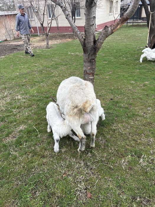 Ақ Ешкі 2 лақтарымен