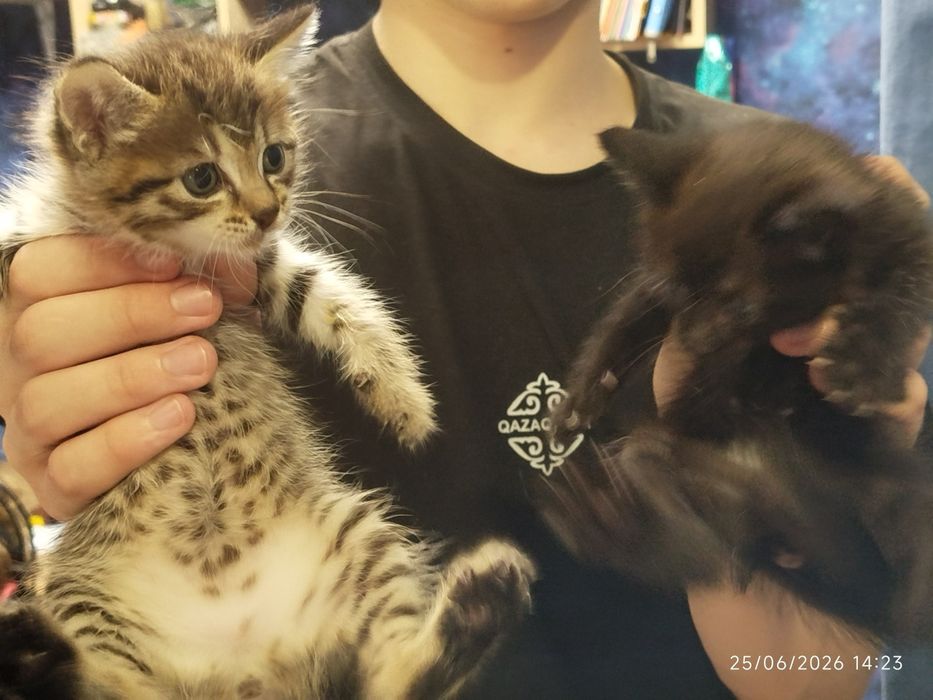 Продаю двух котят