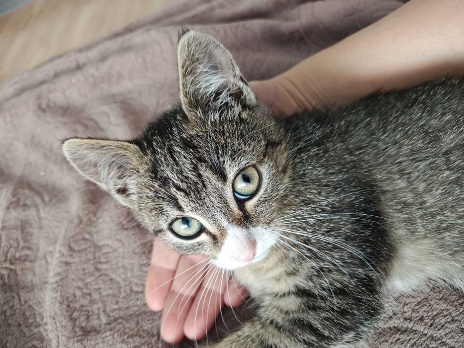 Pisica spre adoptie