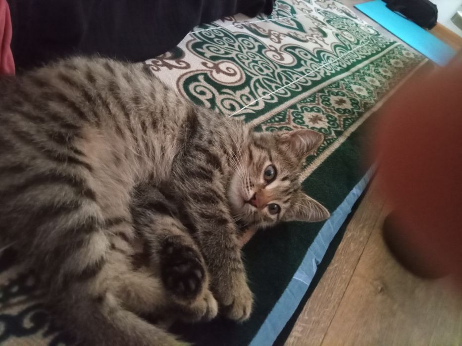 Котенок мальчик (маленький полосатый)