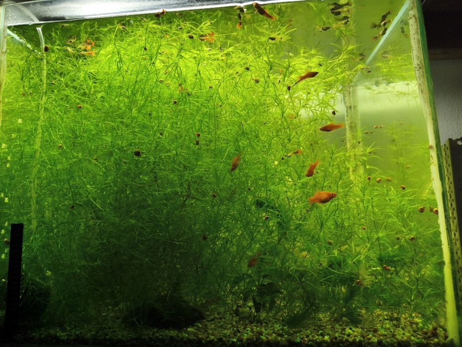 Pești de acvariu și plante