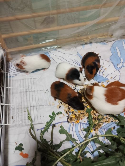 Продам морских свинок