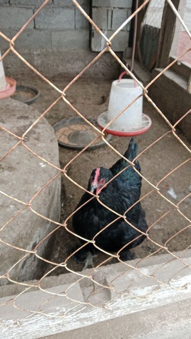 Курица 4000тг...