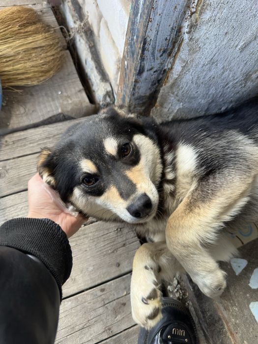 Собака девочка стерильная