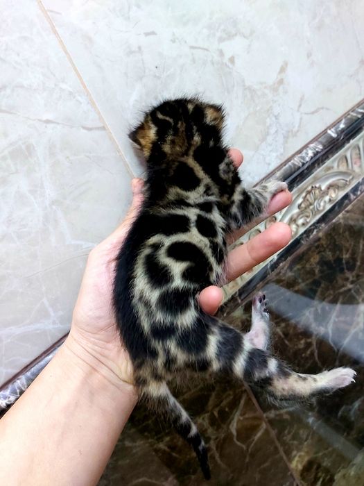 КЛУБHЫЕ "Бенгальские котята"