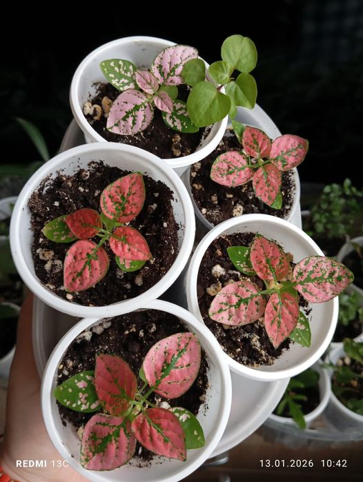 Продам отростки комнатных растений