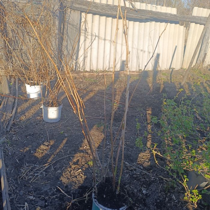 Саженцы малины ремонтантной