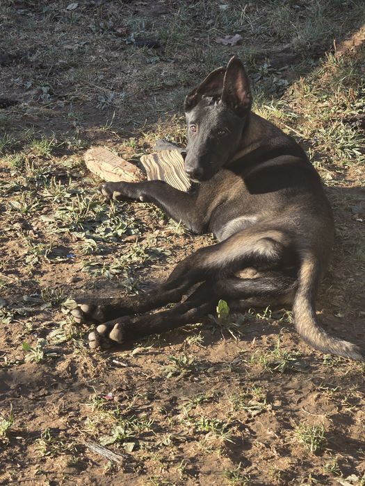 Ciobănesc belgian malinois