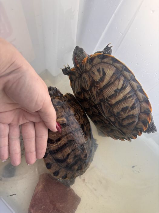 Красноухие черепахи