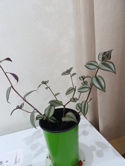 Комнатные растение