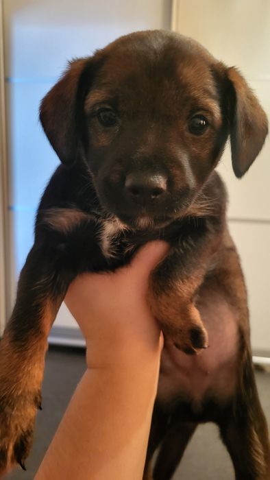 Отдам щенят в добрые руки