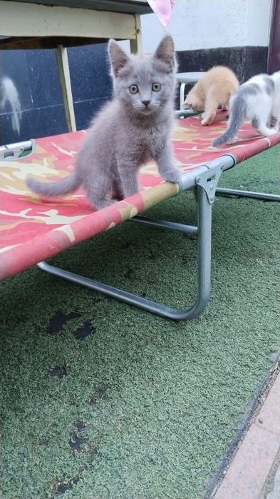 котята 1.5 месяцев