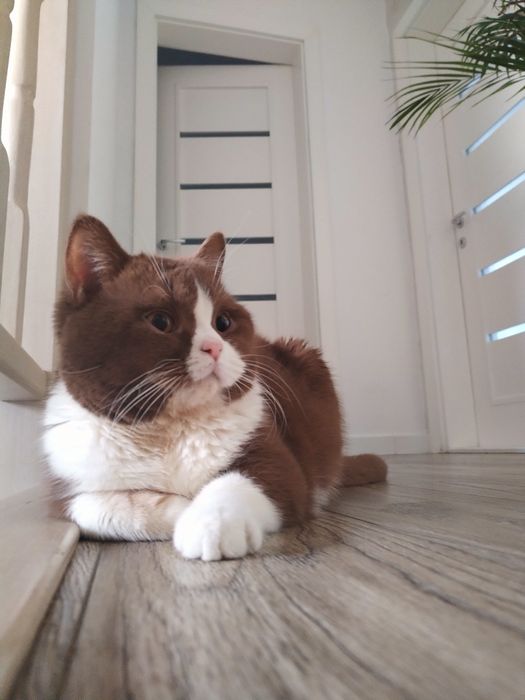 British shorthair cu pedigree