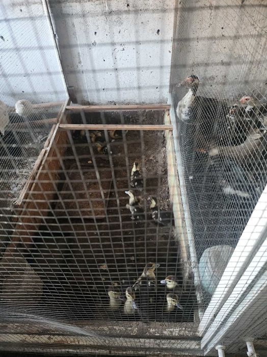 Индоутка. Индо ордаклари