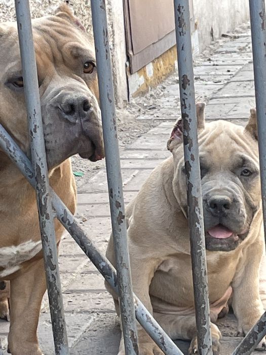 Американский булли