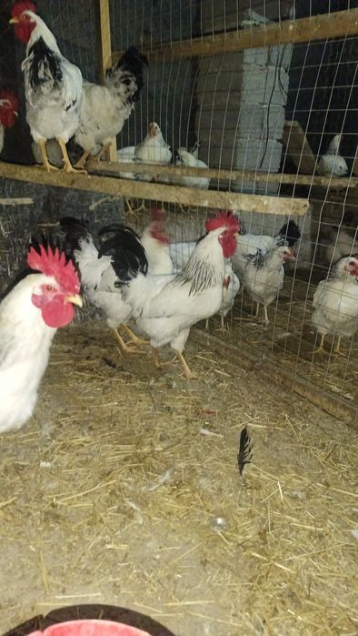 Адлерский Серебристый