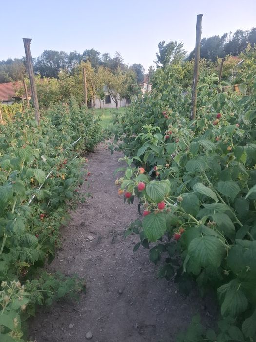 Vând butasii de zmeură polka/ căpșuni